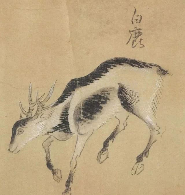 白鹿-安全小百科