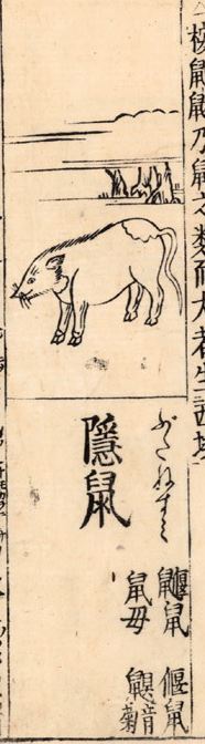 隐鼠-安全小百科