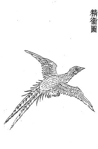 精卫插图 精卫插图